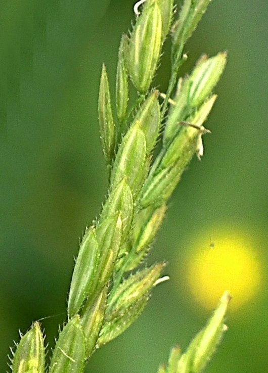 Leersia oryzoidesleersia orysoides