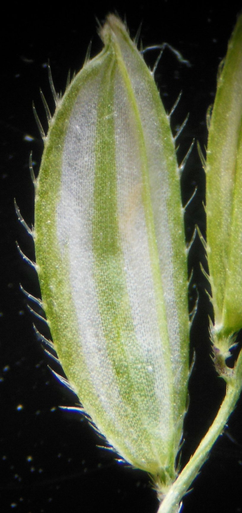 Leersia oryzoidesleersia orysoides