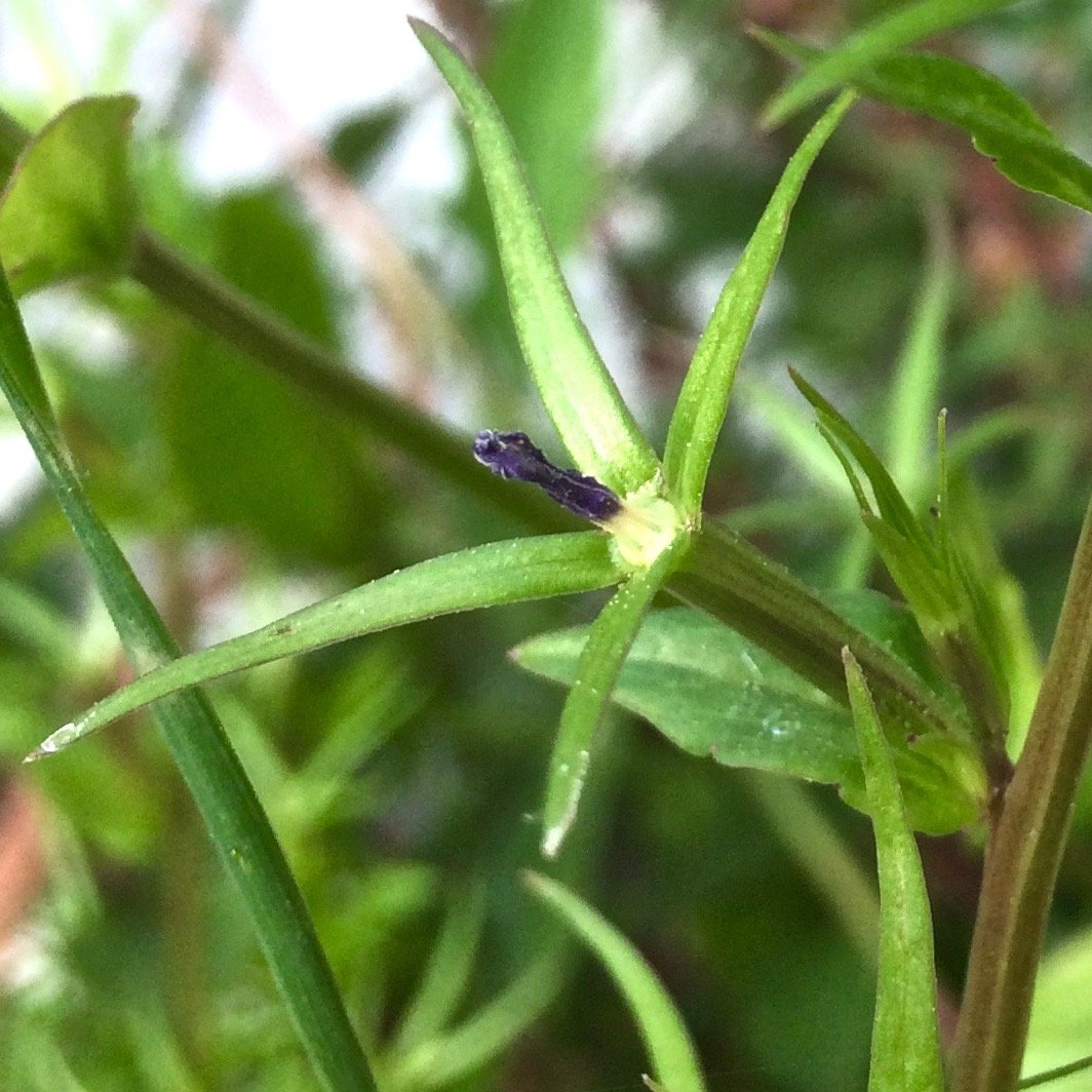 legousia falcata