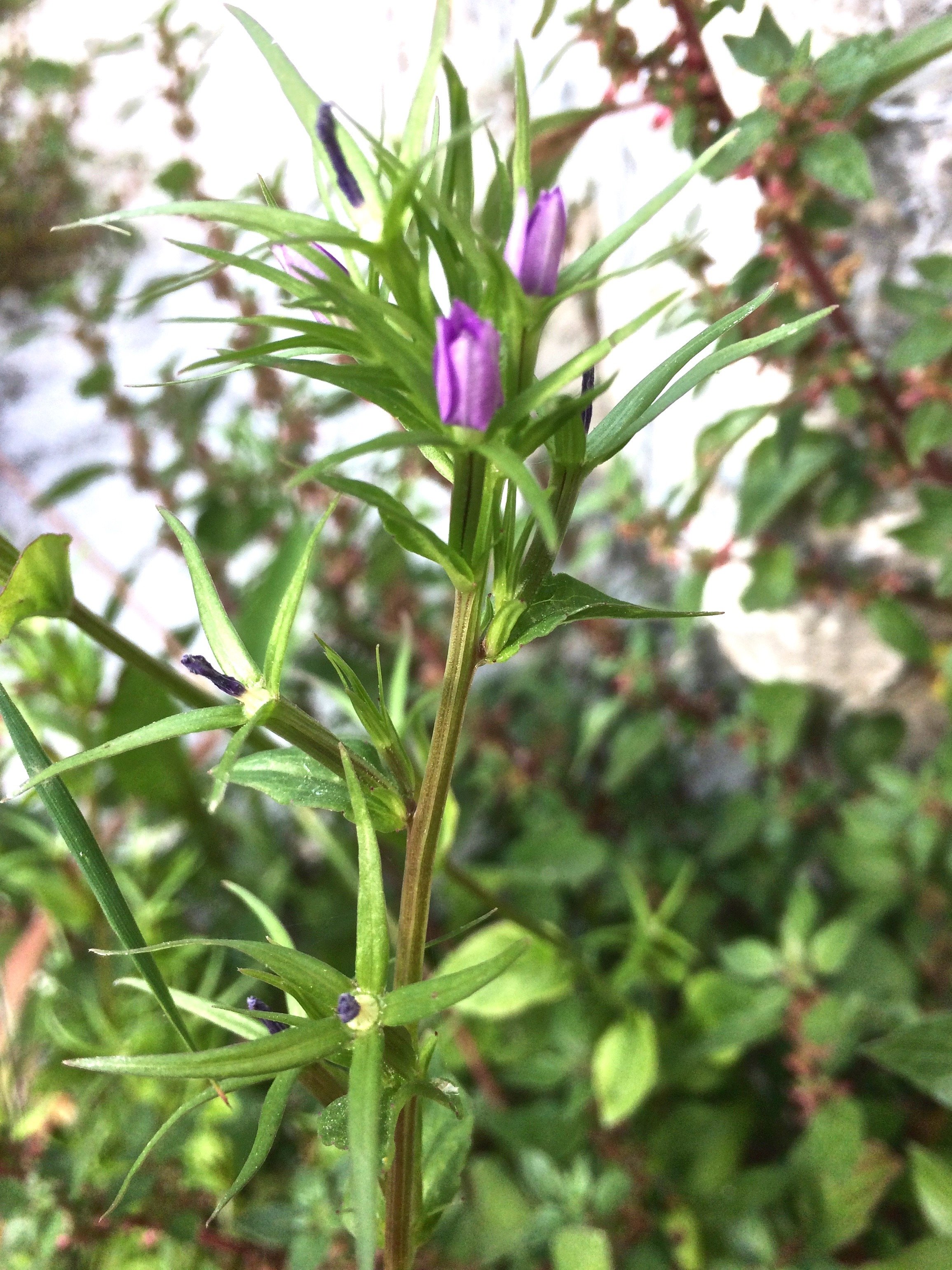legousia falcata