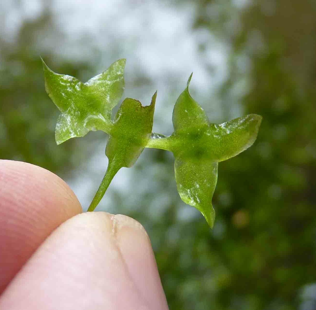lemna-trisulca