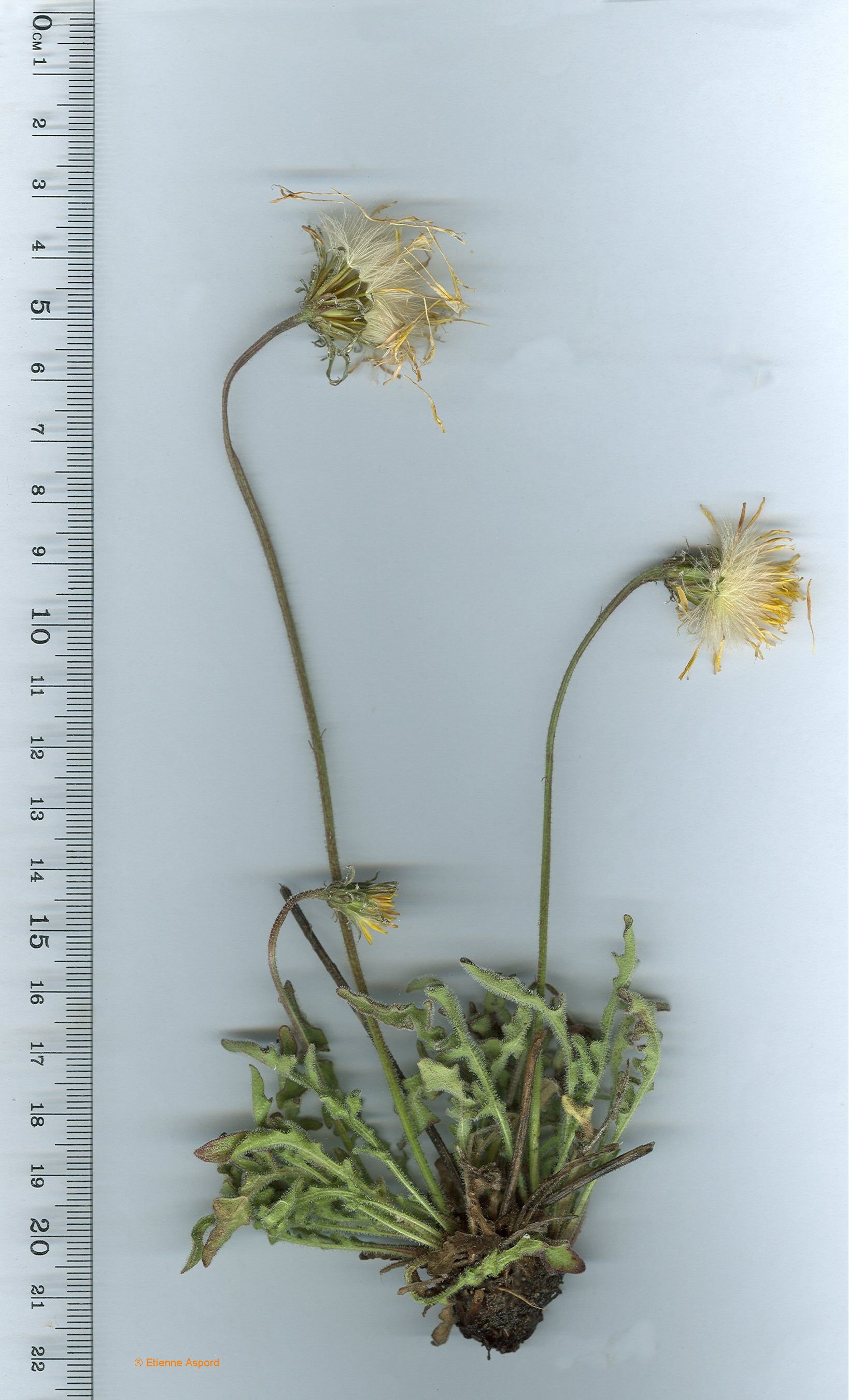 leontodon crispus