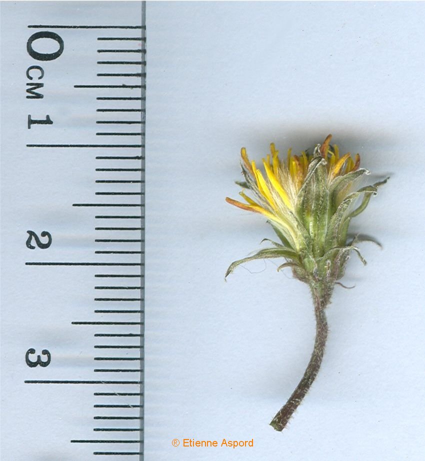 leontodon crispus