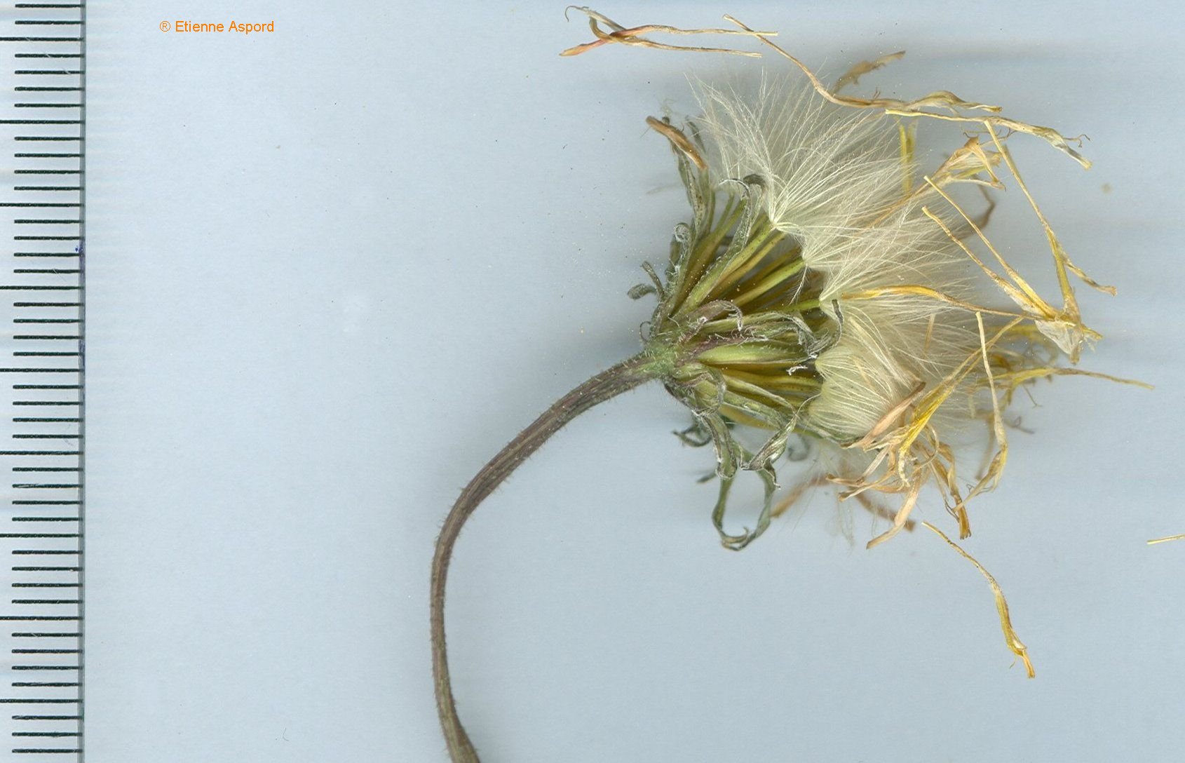 leontodon crispus