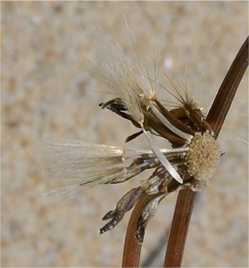 leontodon saxatilis subsp longirostris