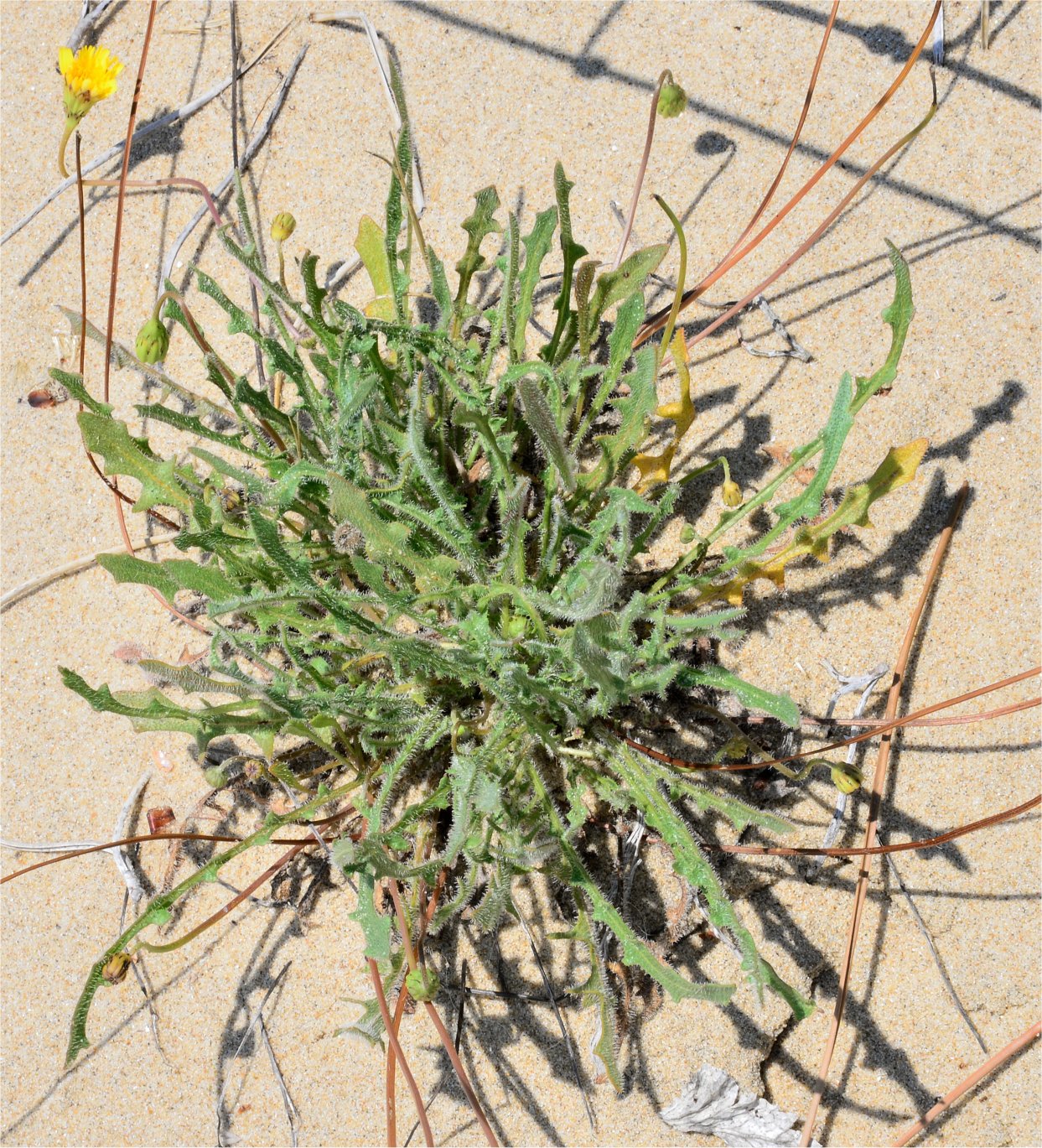 leontodon saxatilis subsp longirostris
