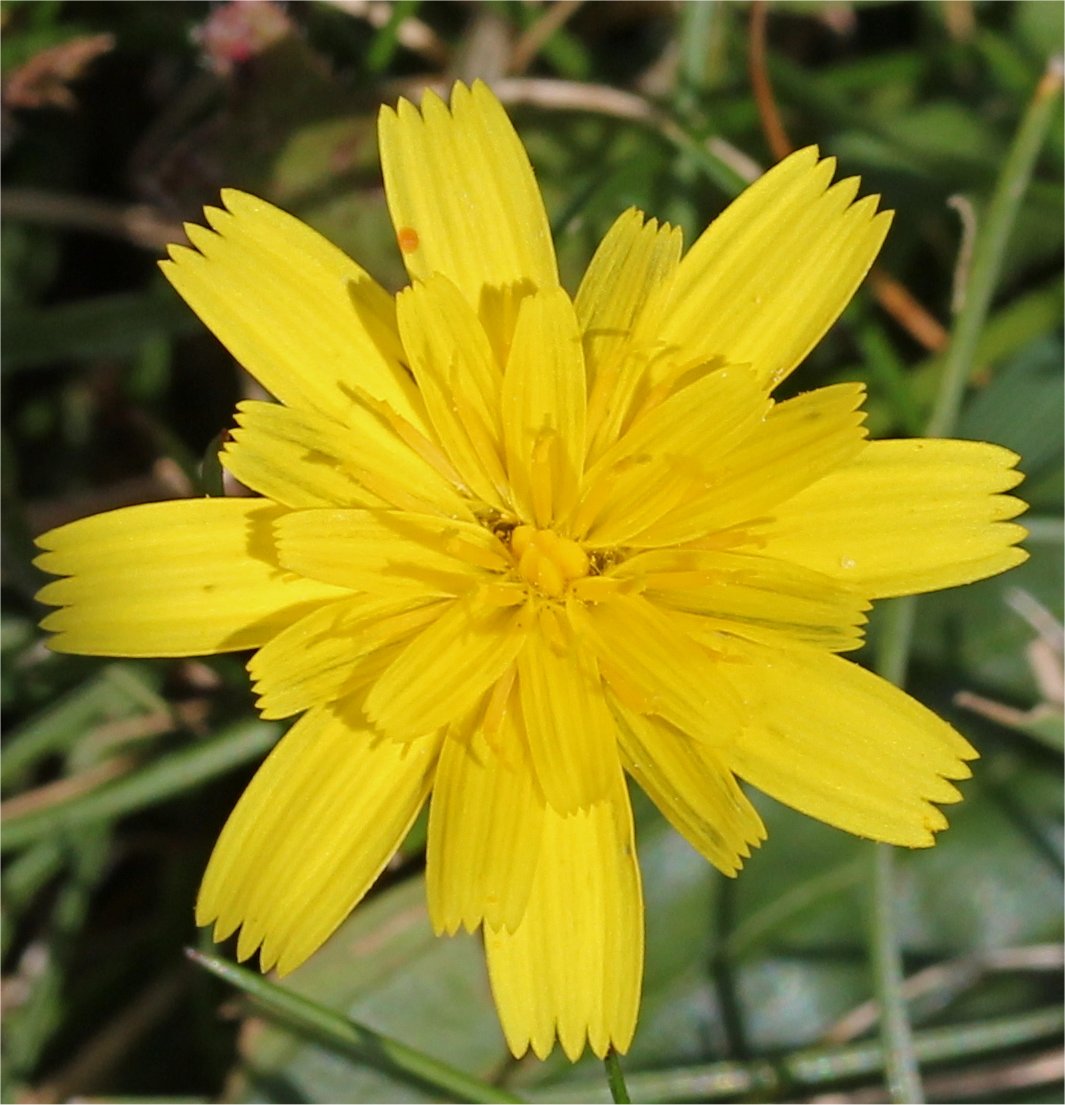 leontodon saxatilis subsp saxatilis