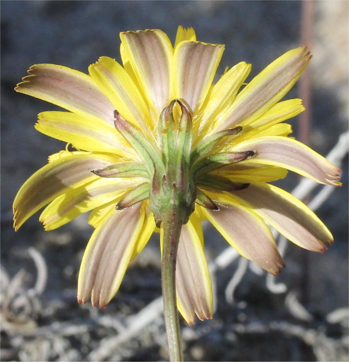 leontodon saxatilis subsp saxatilis