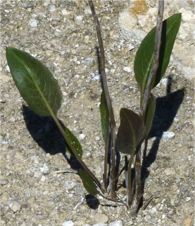 lepidium latifolium