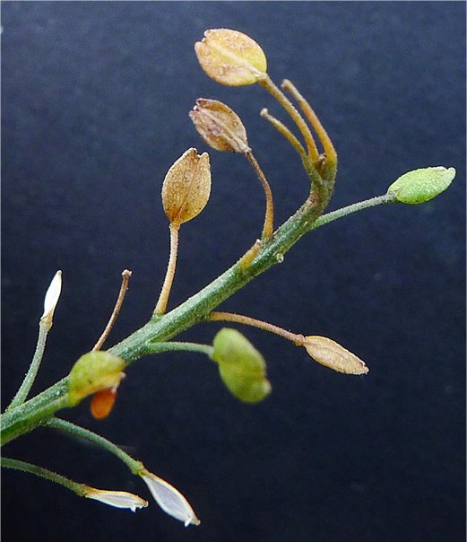 lepidium ruderale