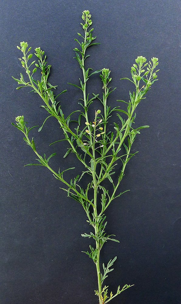 lepidium ruderale