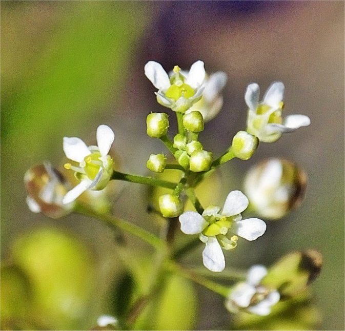 lepidium virginicum