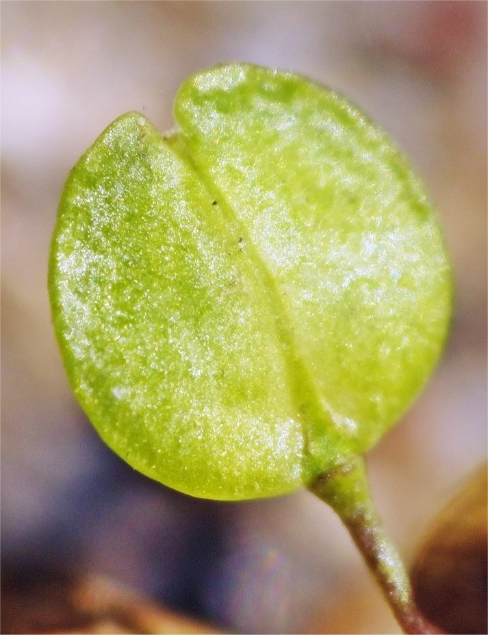 lepidium virginicum