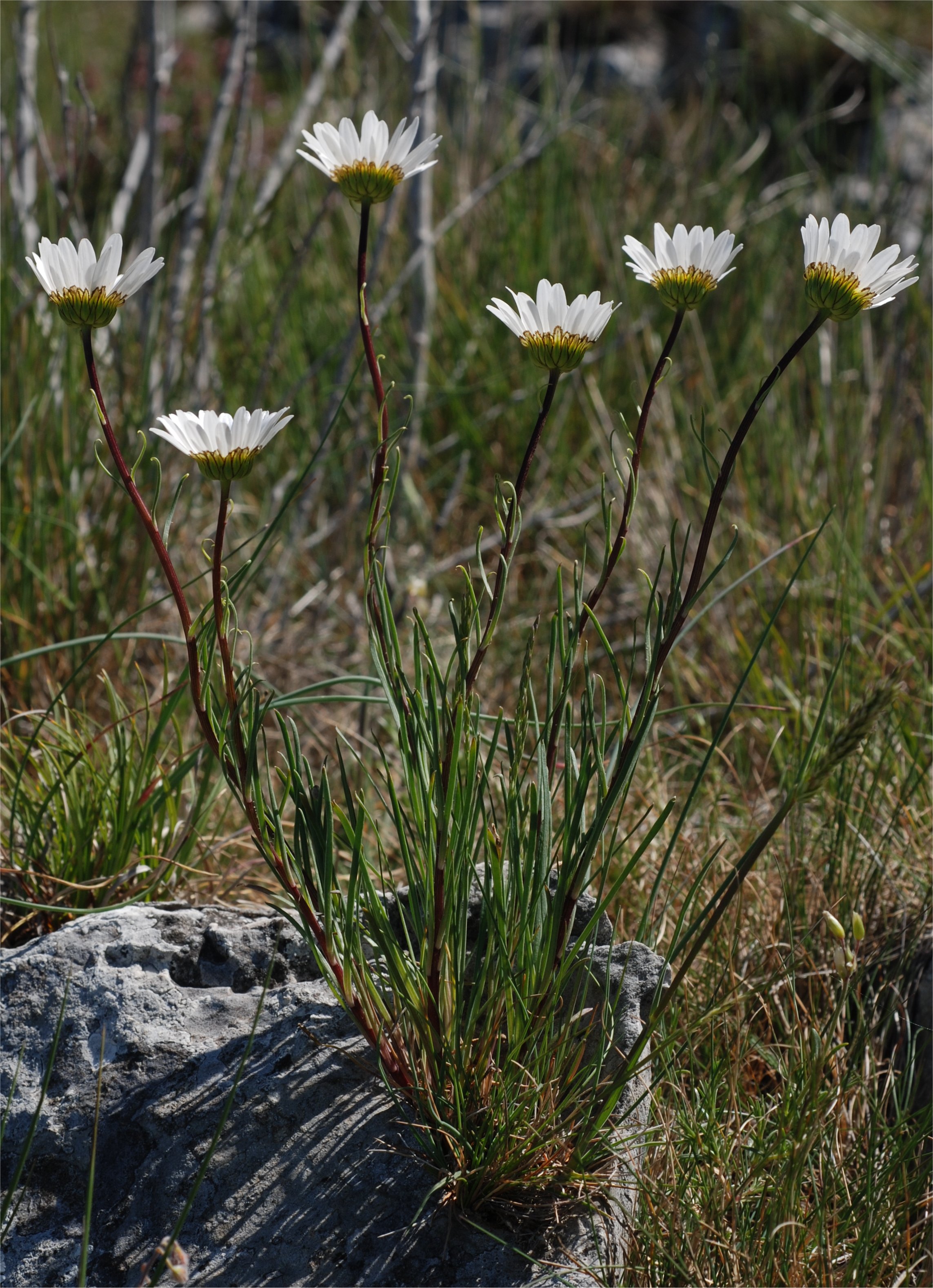 leucanthemum burnatii
