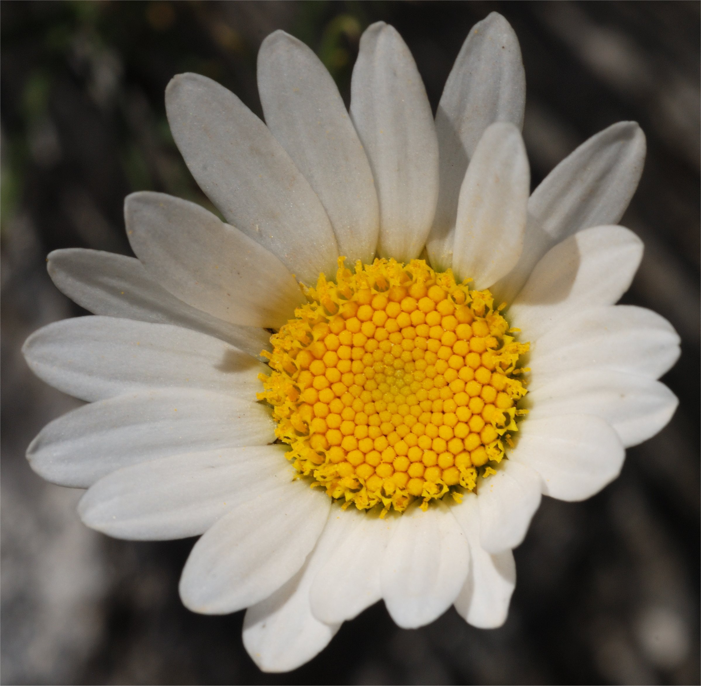 leucanthemum burnatii