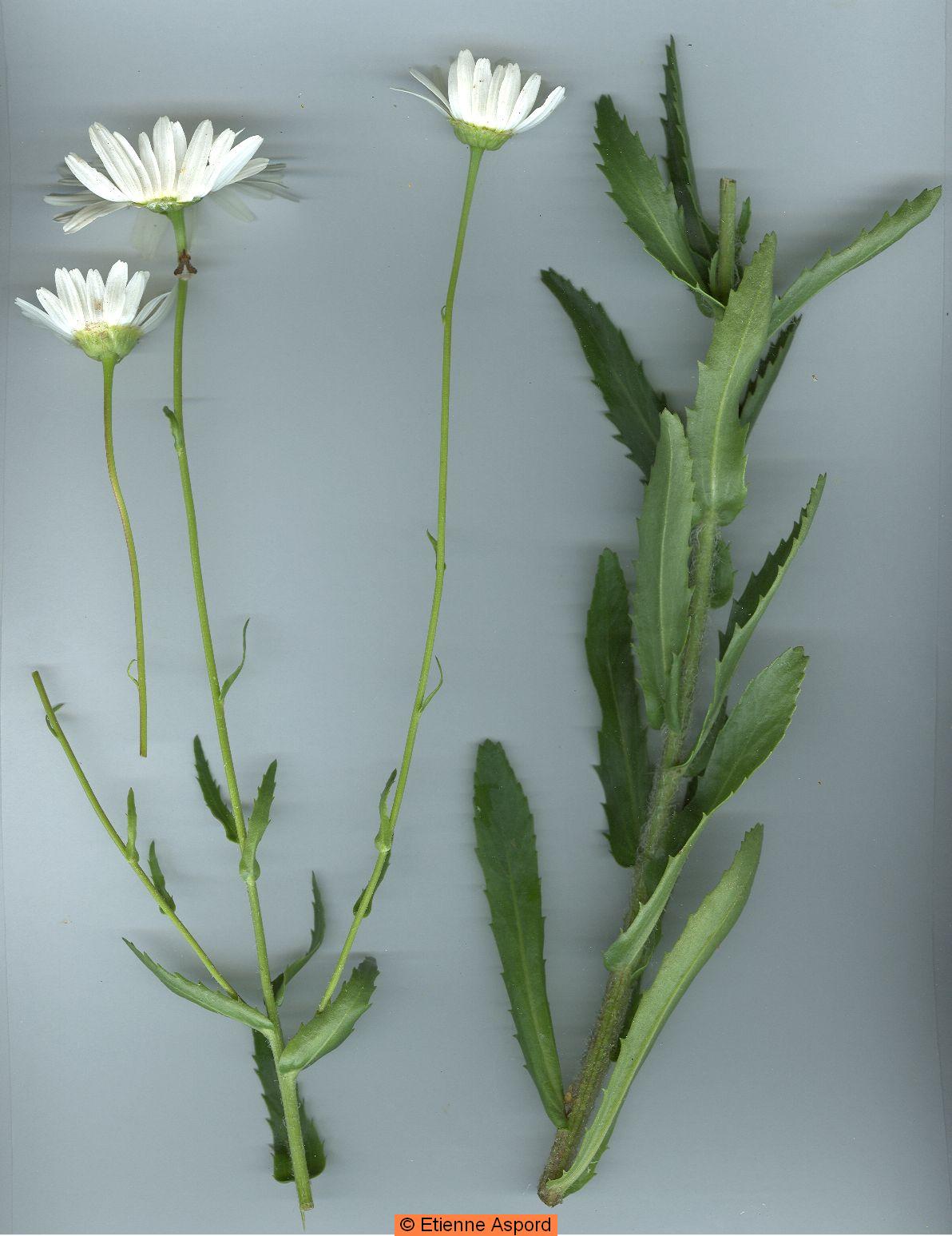 leucanthemum pallens