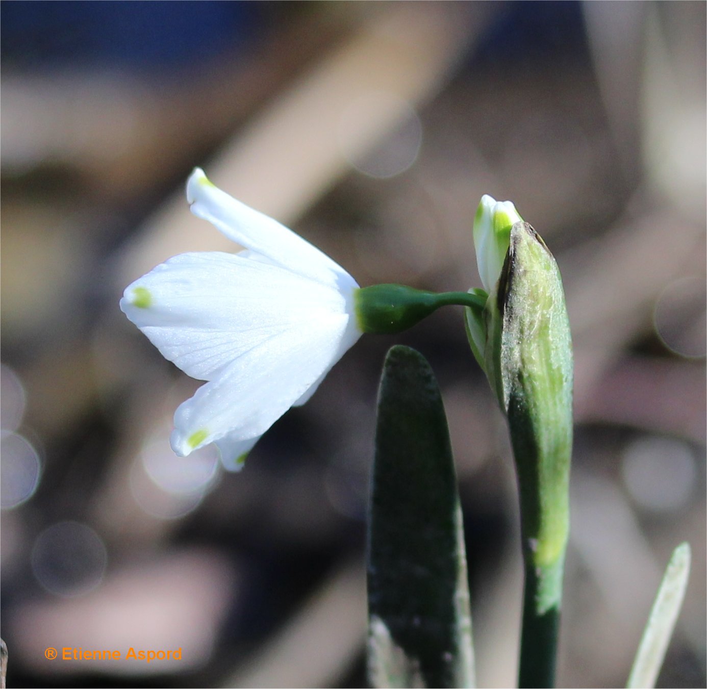 Leucojum aestivumleucojum aestivum
