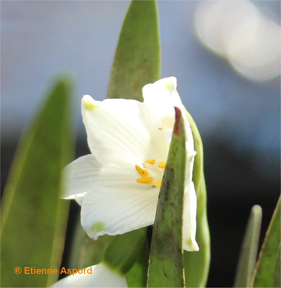 Leucojum aestivumleucojum aestivum