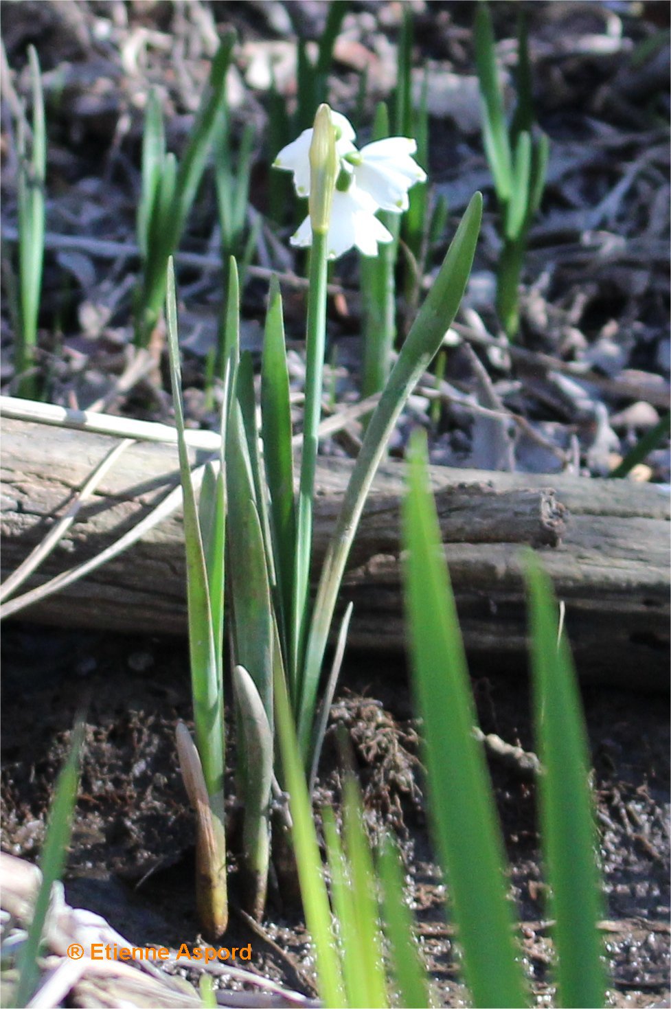 Leucojum aestivumleucojum aestivum