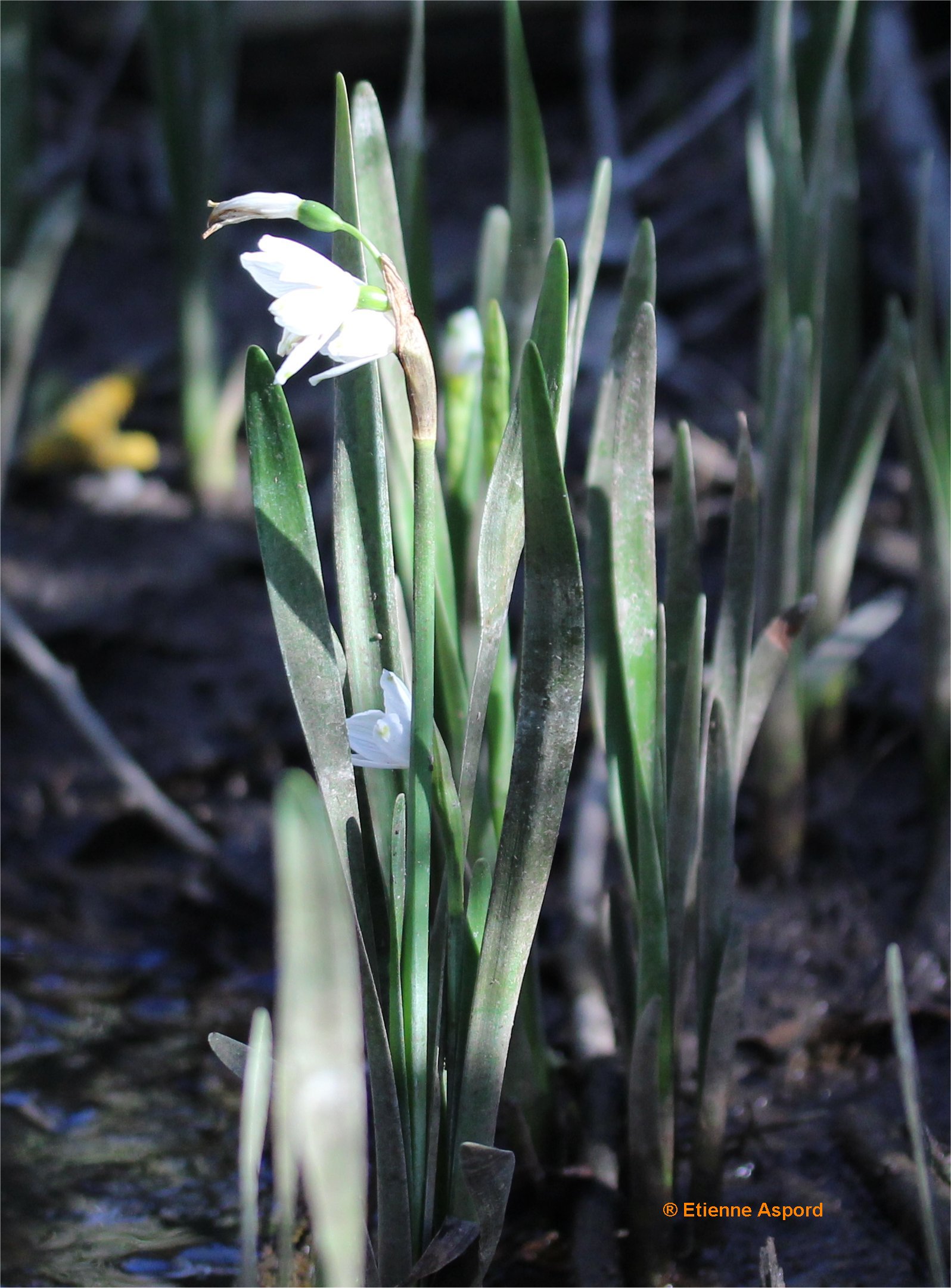 Leucojum aestivumleucojum aestivum