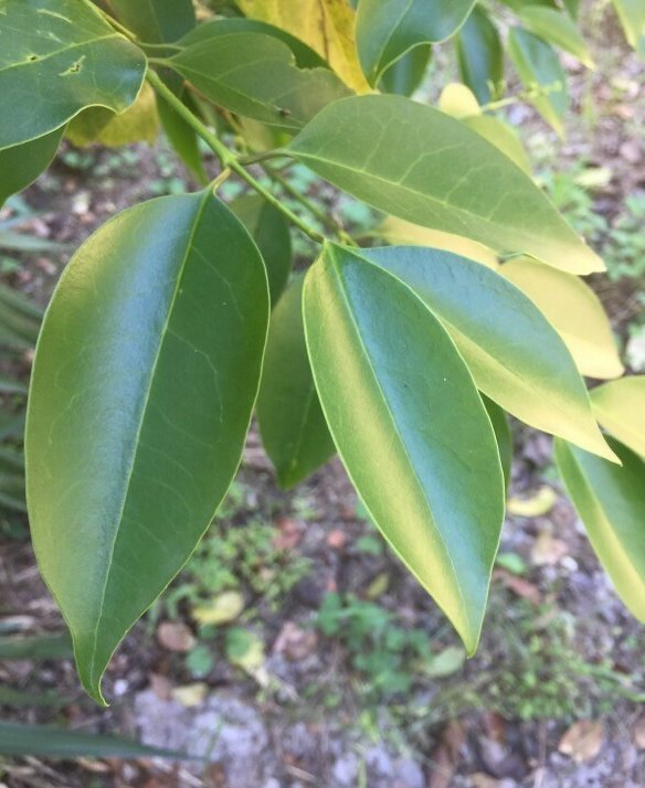 ligustrum lucidum