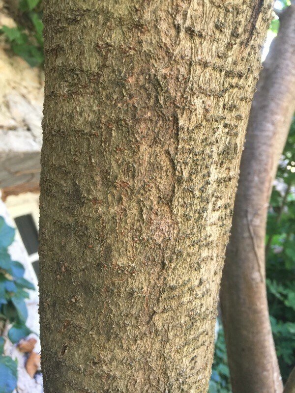 ligustrum lucidum