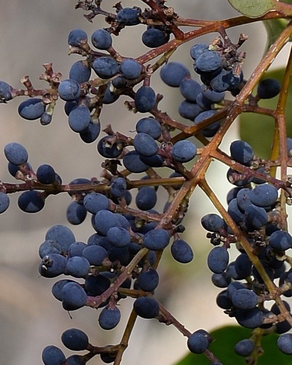 ligustrum lucidum