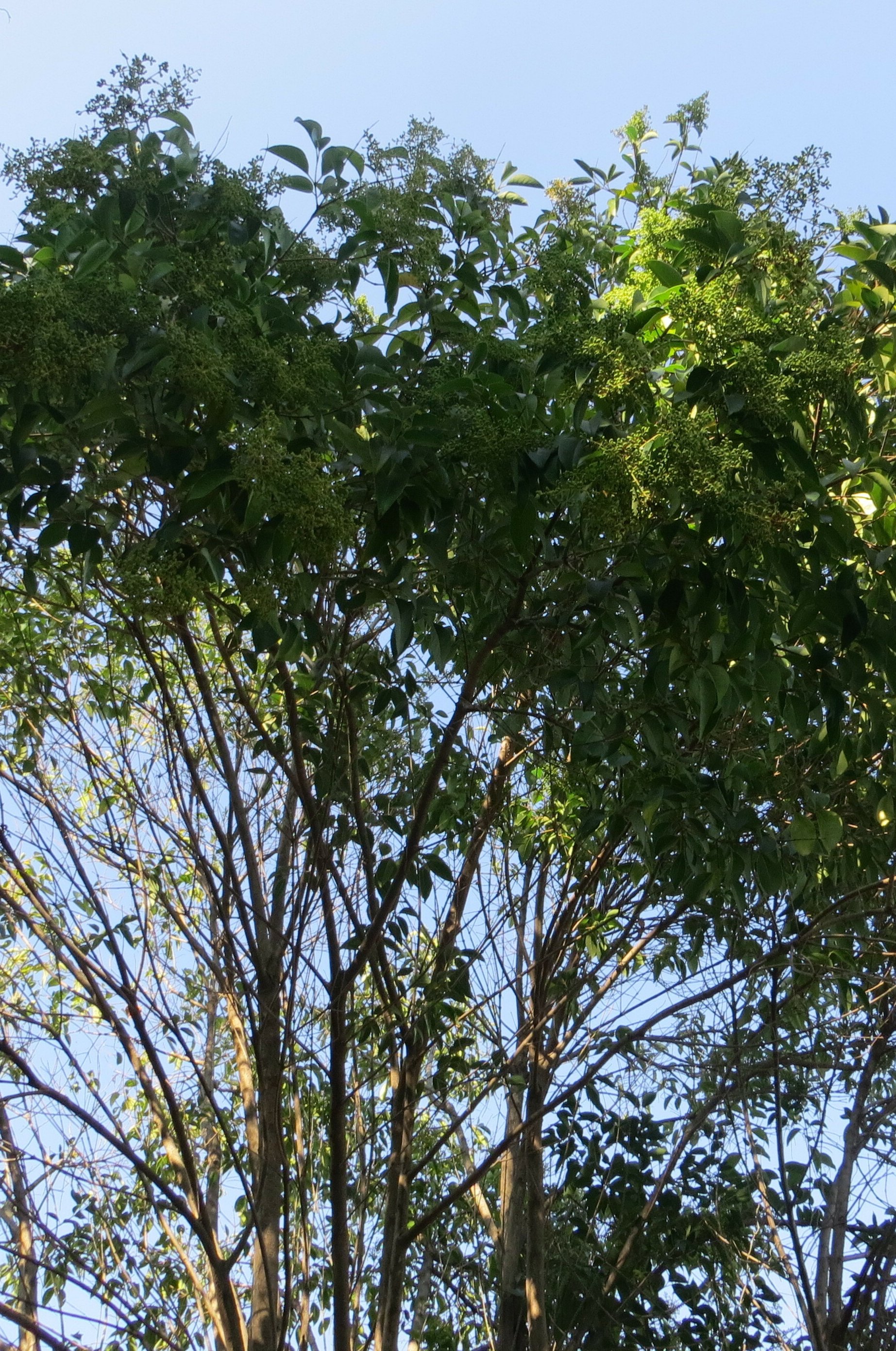 ligustrum lucidum