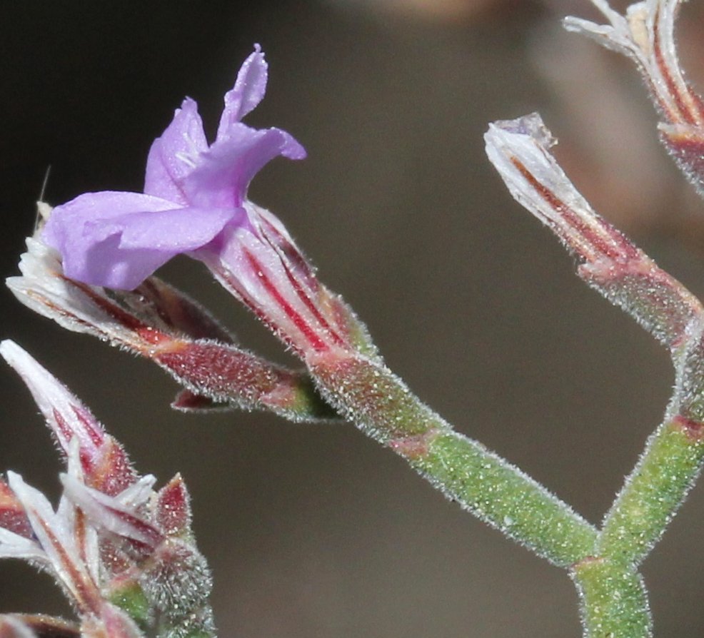 limonium cordatum