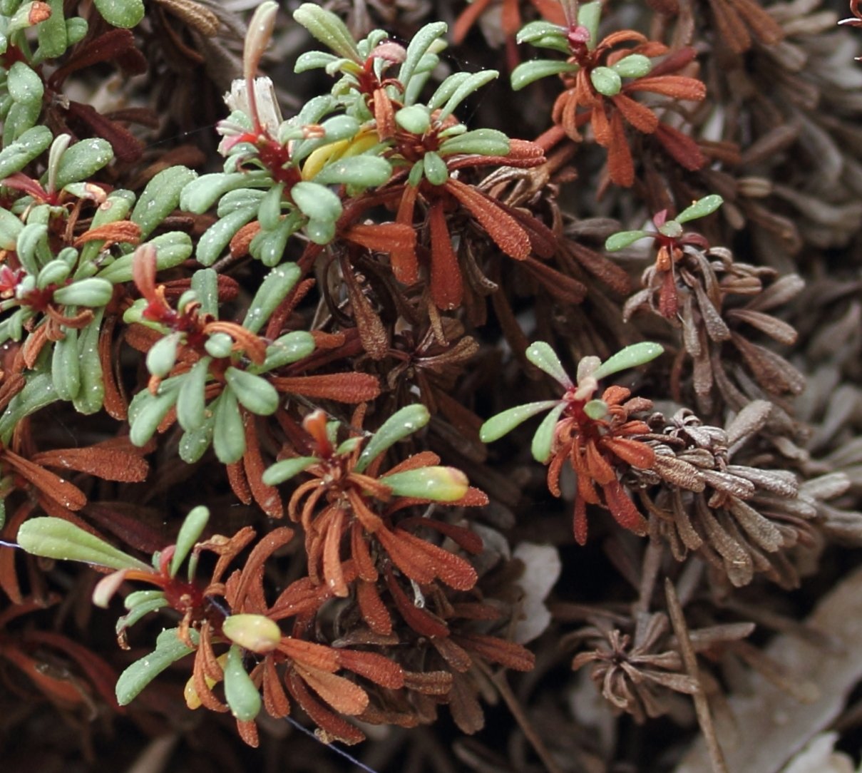 limonium cordatum