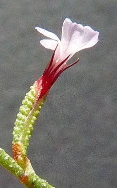 limonium echioides