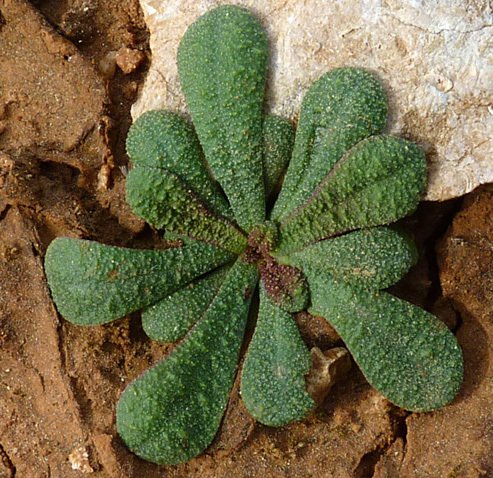 limonium echioides