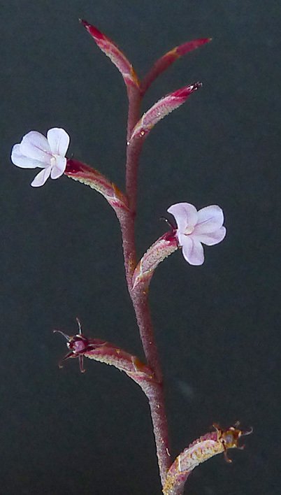 limonium echioides