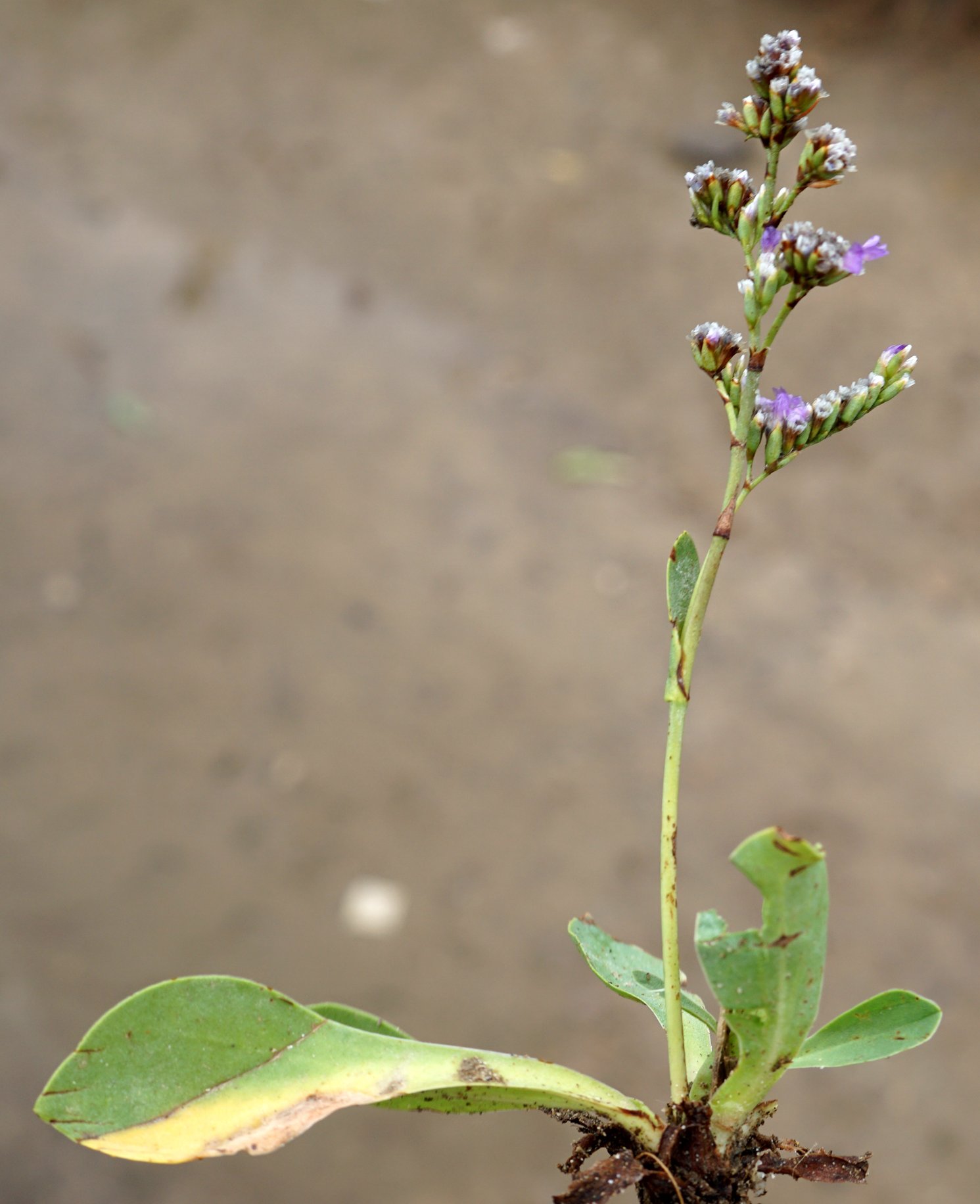 limonium girardianum