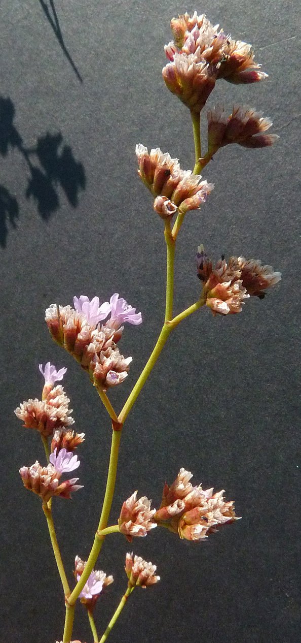 limonium girardianum