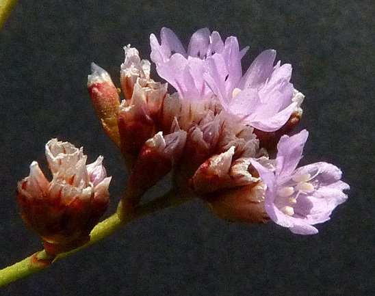 limonium girardianum