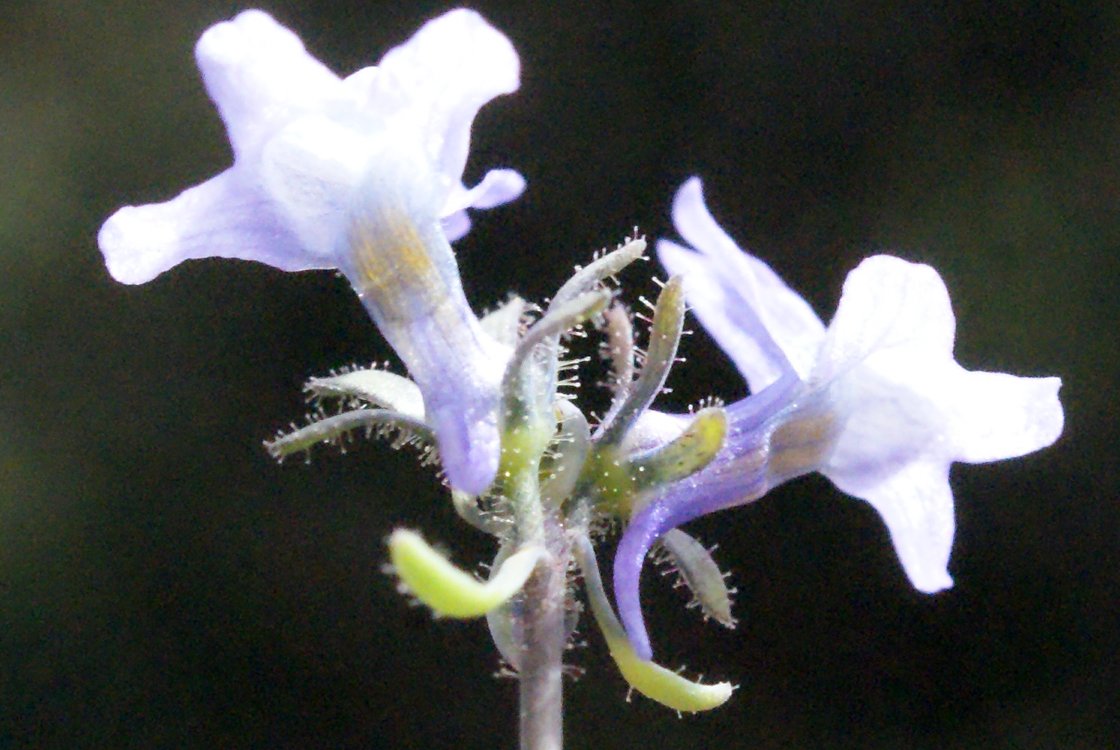linaria arvensis