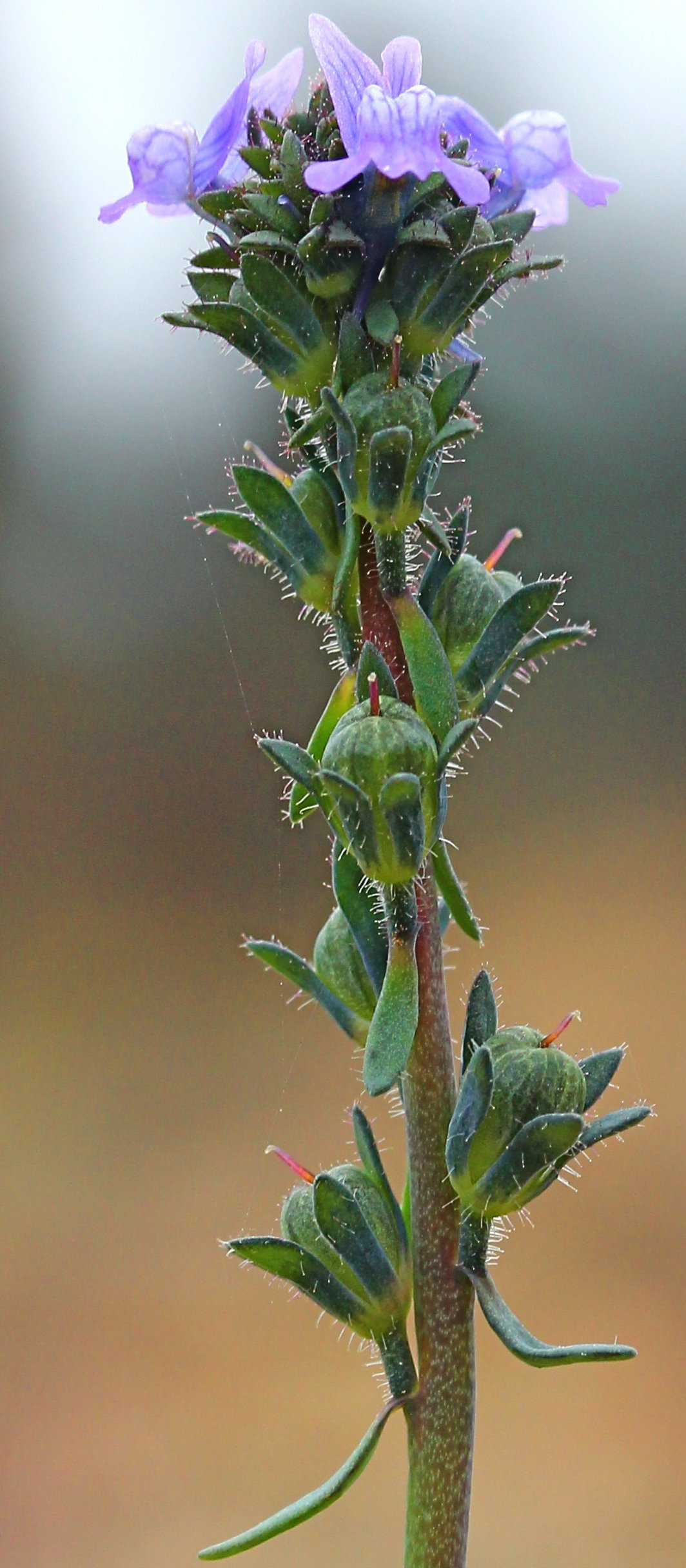 linaria arvensis