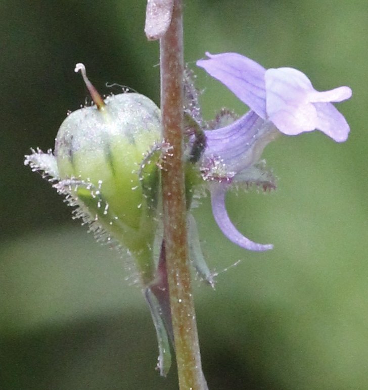 linaria arvensis