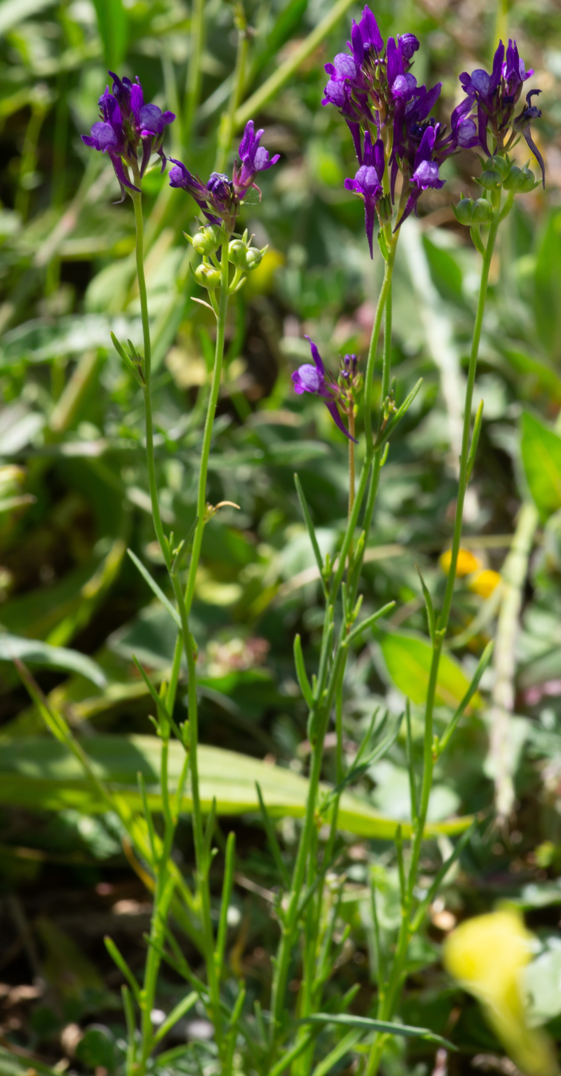 linaria pelisseriana