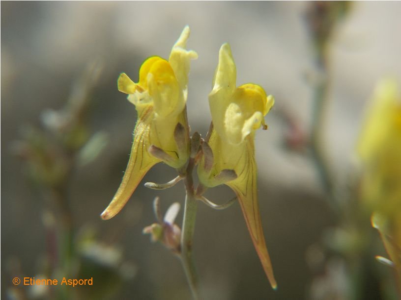 linaria supina