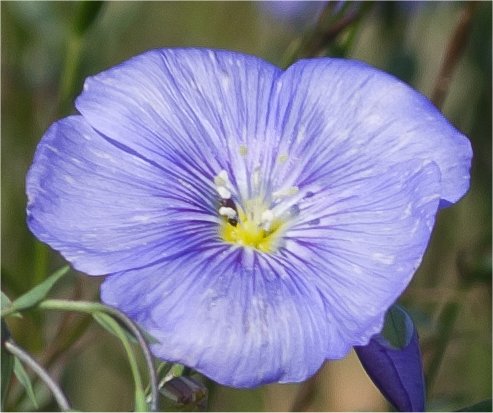 linumaustriacumsubspcollinum