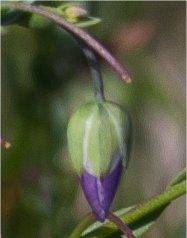 linumaustriacumsubspcollinum