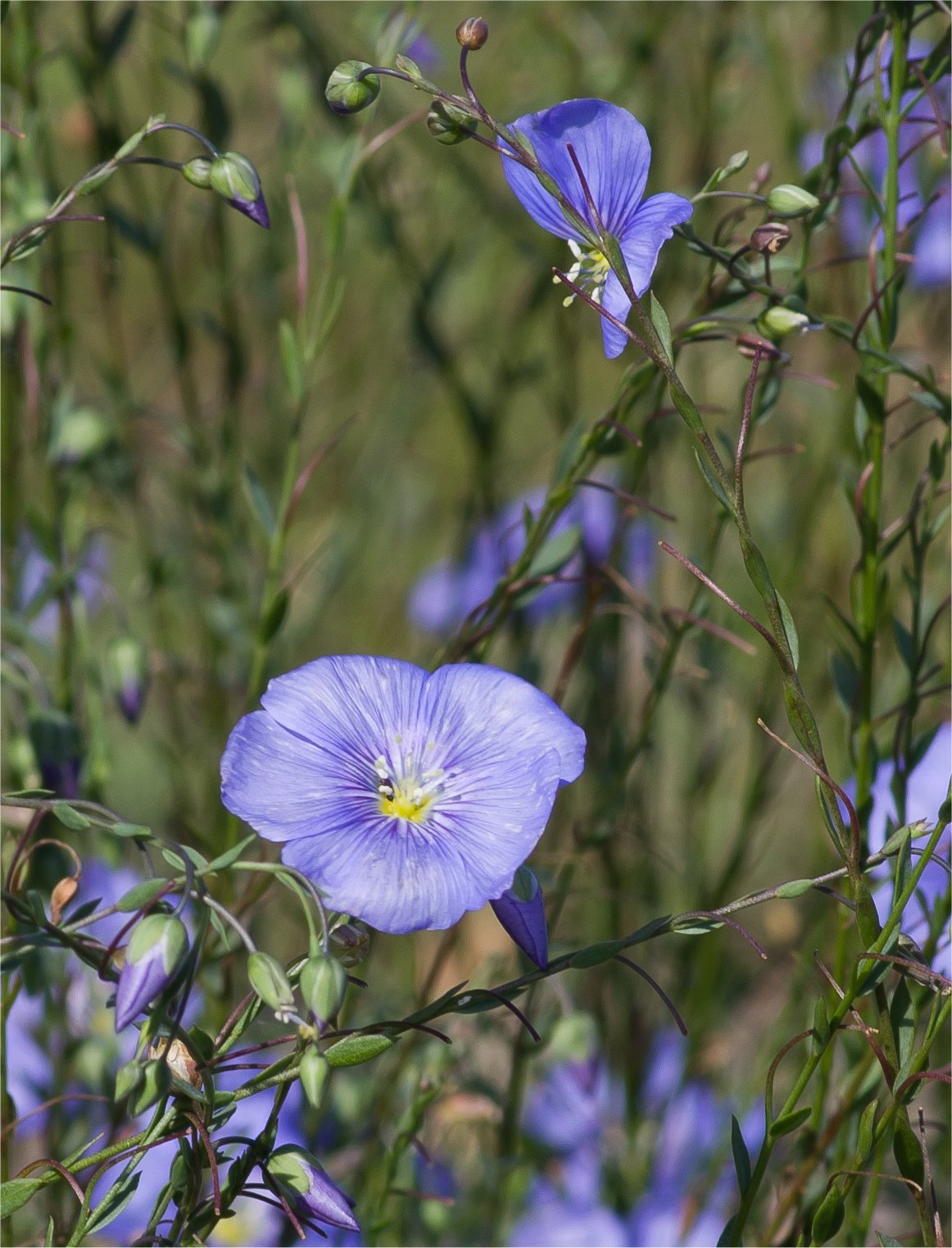 linumaustriacumsubspcollinum