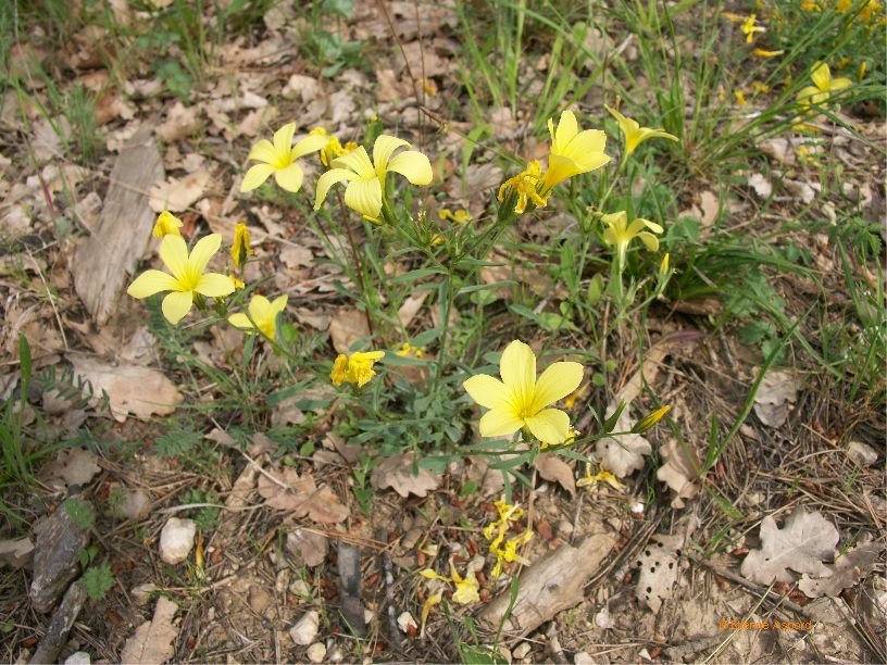 Linum glandulosum