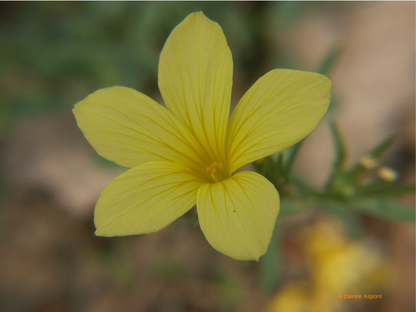 Linum glandulosum