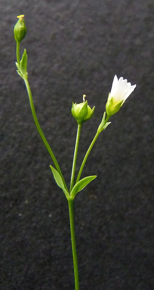 linum catharticum