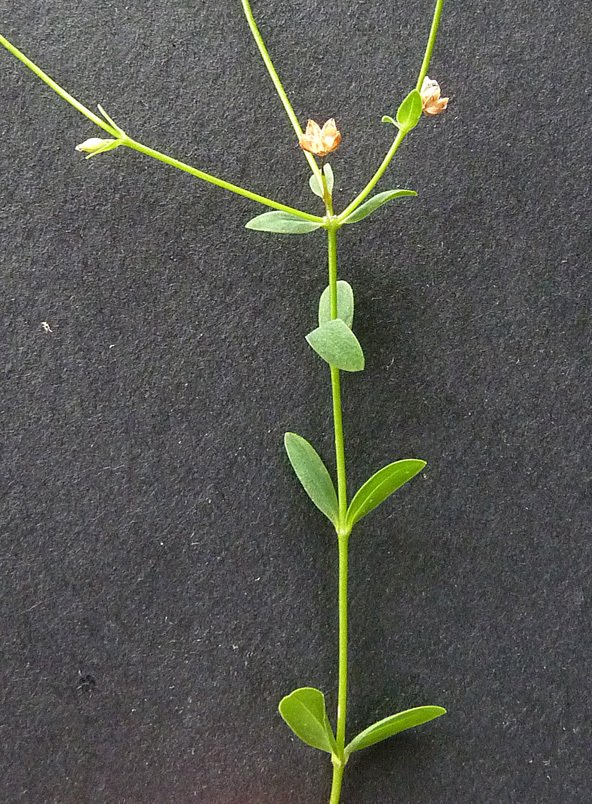 linum catharticum