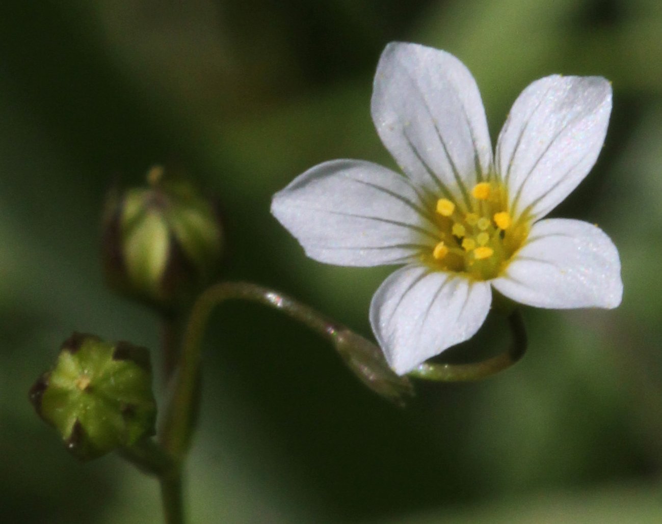 linum catharticum