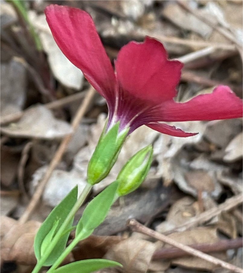 linum grandiflorum